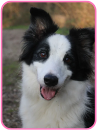 Mystik, le border collie de M&Educ qui sourit car il est épanoui